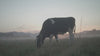 Video of cow eating in pasture